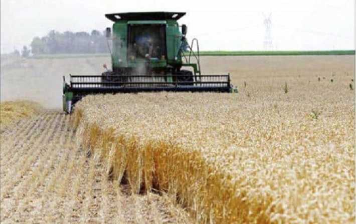 وزارة الفلاحة:
نتوقع تراجع انتاج القمح مقارنة بالسنة الماضية