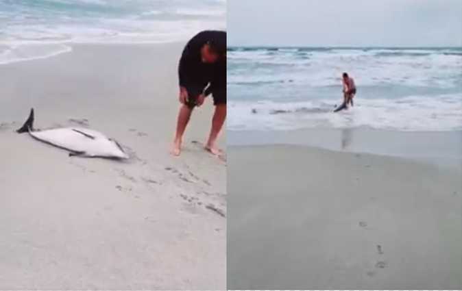 قليبية- مواطن ينقذ دلفينا انجرف للشاطئ

