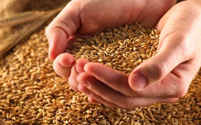 وزارة الفلاحة توضح بشأن توفر حاجيات القمح الصلب والشعير لموفى جوان 2022

