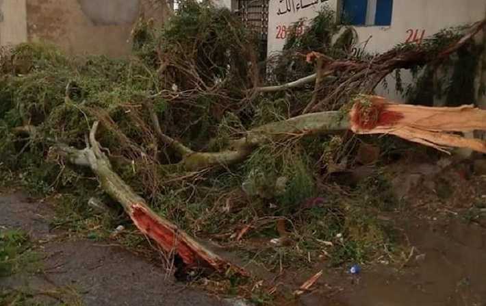 بالصور - السرس : سقوط العديد من الأشجار وانقطاع التيار الكهربائي جرّاء الرياح القوية