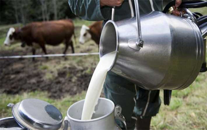 الفلاحون يدعون لرفع سعر لتر الحليب الى 1800 مليم