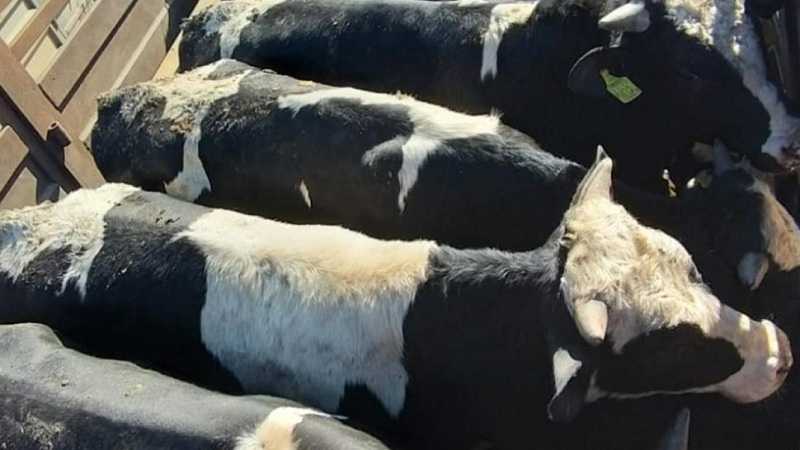 قفصة- حجز مجموعة من الأبقار كانت معدة للتهريب
