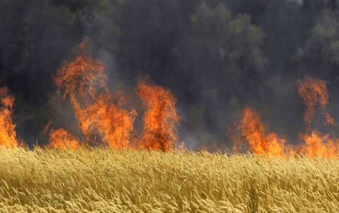 حريق بالكاف: تضرر 50 هكتارا من الحبوب